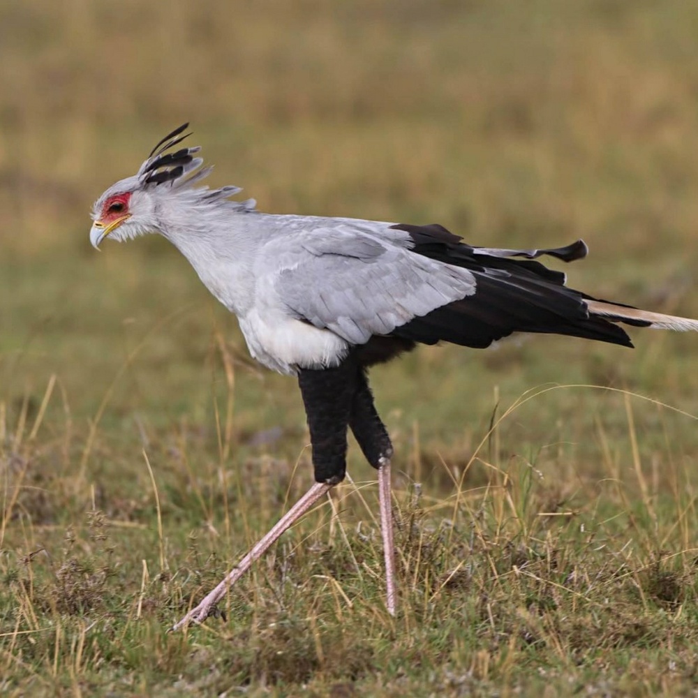 Meet your Posher, Alec